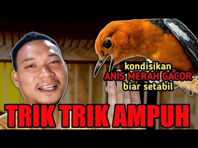 Solusi Ampuh Agar Suara Burung Gacor BNI Setiap Hari