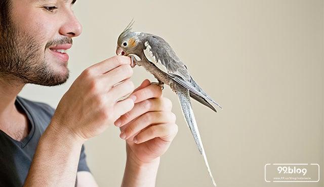 Gacor Online: Tips dan Trik Merawat Burung Agar Tetap Berisik
